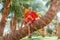 An elderly cheerful woman in a bright dress sits on a palm tree