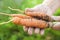 Elderly close-up hands hold young carrots with tops and earth. The concept of organic carrot products and copy space