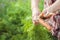 Elderly close-up hands hold young carrots with tops and earth. The concept of organic carrot products and copy space