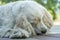 Elderly cocker spaniel dog lay and lick his paw