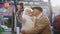 An elderly couple takes selfies in which they kiss while standing on the street