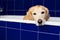 ELDERLY DIRTY GOLDEN RETRIEVER DOG WAITING FOR A SHOWER IN A BL