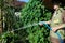 elderly elder woman senior gardener farmer watering plant in gar