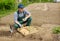 Elderly energetic man planting potatoes in his garden