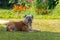 Elderly english bulldog resting in the shade on the grass