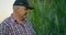 An elderly farmer in a cornfield watches corn shoots and checks the readiness of the crop and the maturity of the corn.