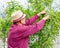 Elderly farmer with glasses pruning trees in garden outdoors