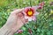 Elderly farmer grandfather holds in his hand autumn dahlia with