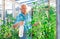 Elderly farmer tending tomato plants in greenhouse