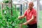 Elderly farmer tending tomato plants in greenhouse