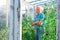 Elderly farmer tending tomato plants in greenhouse