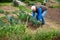 Elderly gardener checking young cabbages