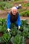 Elderly gardener checking young cabbages