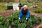 Elderly gardener checking young cabbages