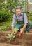 Elderly gardener spud cabbage seedlings