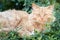 Elderly Ginger Tabby Cat Lying Down Among Green Leaves