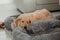 Elderly Golden Doodle Groodle dog lying on pet bed in home