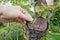 Elderly grandfather farmer with his fingers presses a large green harmful locust insect