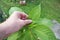 An elderly grandpa farmer holds in his hand a leaf of a diseased