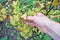 An elderly grandpa farmer holds in his hand a leaves of a diseased autumn currant bush.