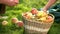 Elderly hands and apple basket.