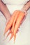 Elderly hands holding fresh carots with vintage style