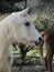 Elderly Horse in Profile on Farm