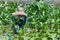 Elderly Japanese Woman Gardening