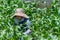 Elderly Japanese Woman Gardening