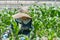 Elderly Japanese Woman Gardening