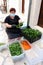 Elderly lady cleans mint leaves