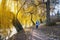 Elderly lady walking in park on sunny autumn day. Ukraine, Uman city, park Sofiyivka