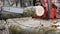 elderly lumberjack using a chainsaw cuts a tree for firewood outdoors, close-up