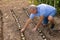 Elderly male amateur gardener planting onions in vegetable bed