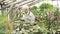 Elderly male gardener counting pots of plants and entering data into a tablet computer in a greenhouse.