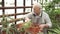 An elderly male gardener working in a greenhouse. Gardening and active retirement