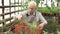 An elderly male gardener working in a greenhouse. Gardening and active retirement