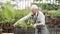 An elderly man in an apron carrying a box of plants in the greenhouse. Agriculture, farming and gardening.