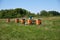 Elderly man beekeeper collects honey in honeycombs