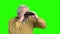 Elderly man with binoculars, green screen.