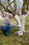 The elderly man bleaches a fruit-tree trunk. Spring works in a garden