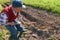 Elderly man buries young potatoes into the ground with a rake in garden