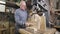 An elderly man in a carpentry workshop saws off the remains of a wooden workpiece. Experienced foreman in the workplace.