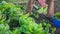 Elderly man collecting home grown natural vegetables from garden