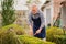 elderly man cuts bushes in the garden with large pruner.