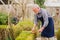 elderly man cuts bushes in the garden with large pruner.