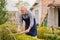 elderly man cuts bushes in the garden with large pruner.