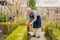 elderly man cuts bushes in the garden with large pruner.