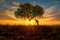 Elderly man digging soil near a tree at sunset