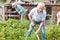 Elderly man digs up potatoes in the garden